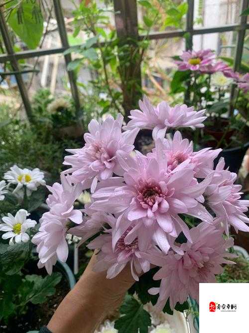 她的花苞如此紧凑:挺进时的奇妙体验