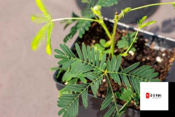 含羞草实验所隐藏 2024:一场引人深思的科学实验