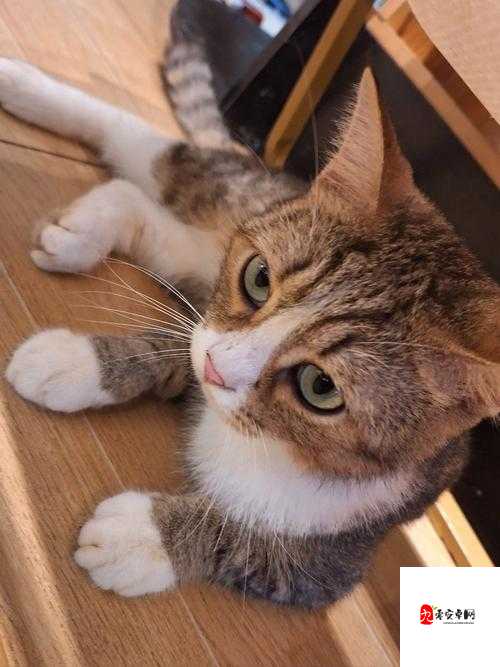2024 猫咪最新地域网名:探索猫咪世界的精彩与神秘