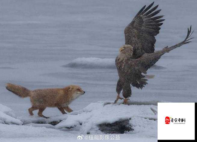 91 全国大片 :带你领略全国各地的精彩影像之旅