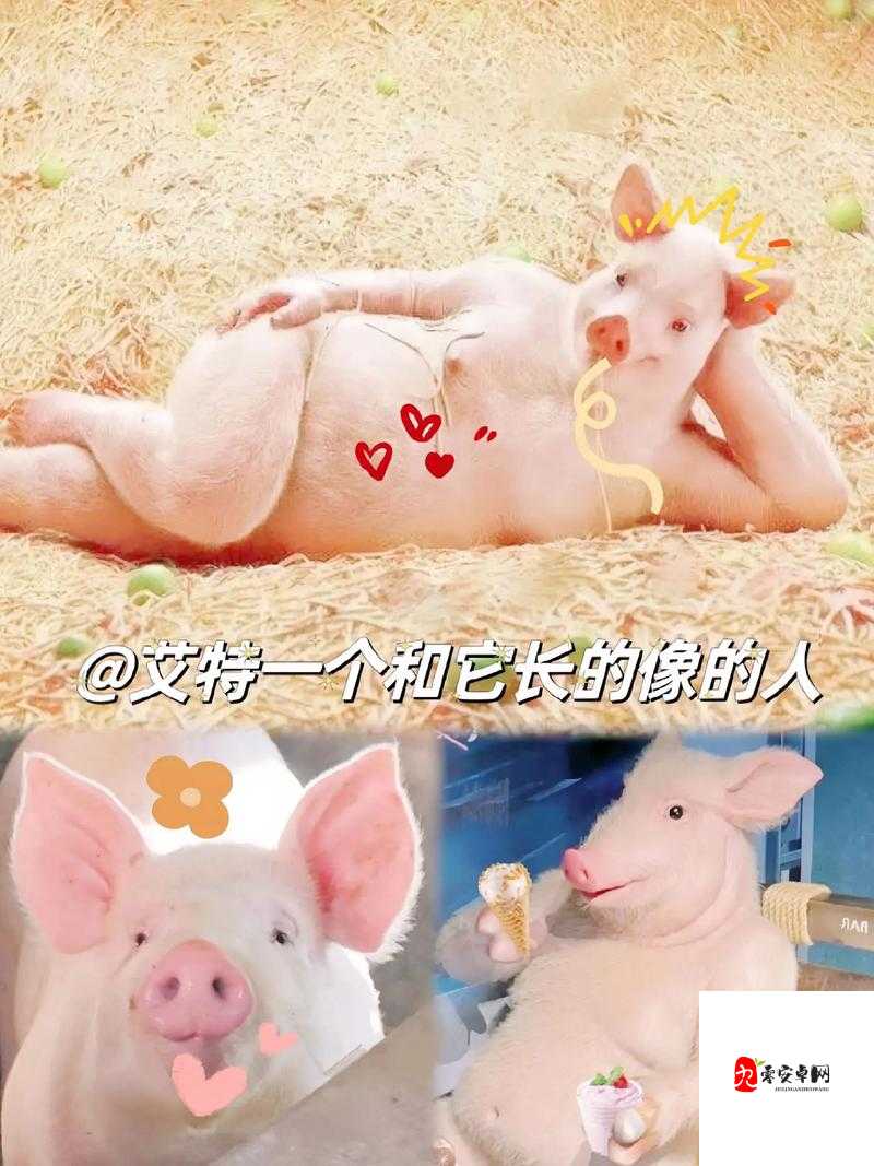 人猪又细又长像钻头一样图片:奇特生物的独特形态展现