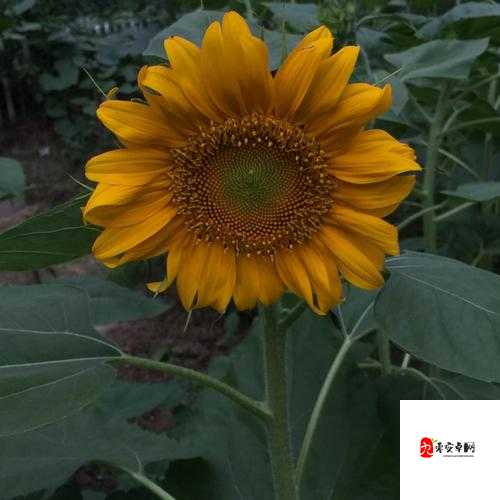 向日葵草莓丝瓜鸭脖:美味蔬果与特色小吃的奇妙组合