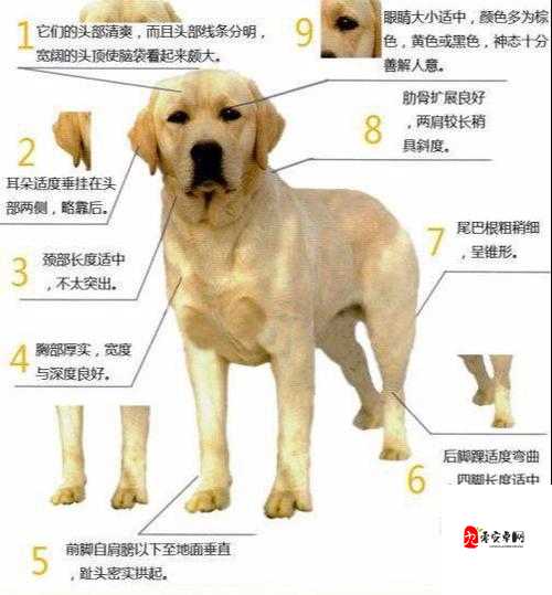 人狗胶配方大全：揭秘狗狗拨不出来的秘密