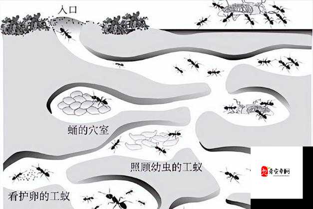 蚂蚁公司攻略,揭秘壮大蚁群发展公司的智慧之道