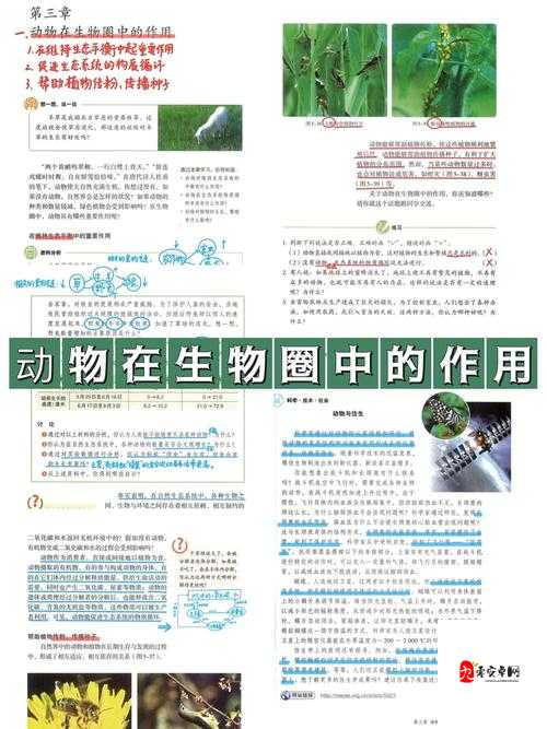 拥挤动物城攻略,合成动物在资源管理中的重要性及高效利用策略