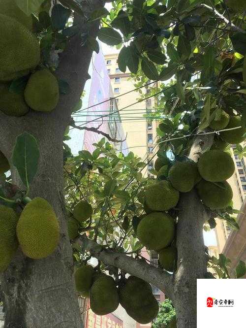 菠萝菠萝蜜免费视频高清在线观看:一场视觉盛宴