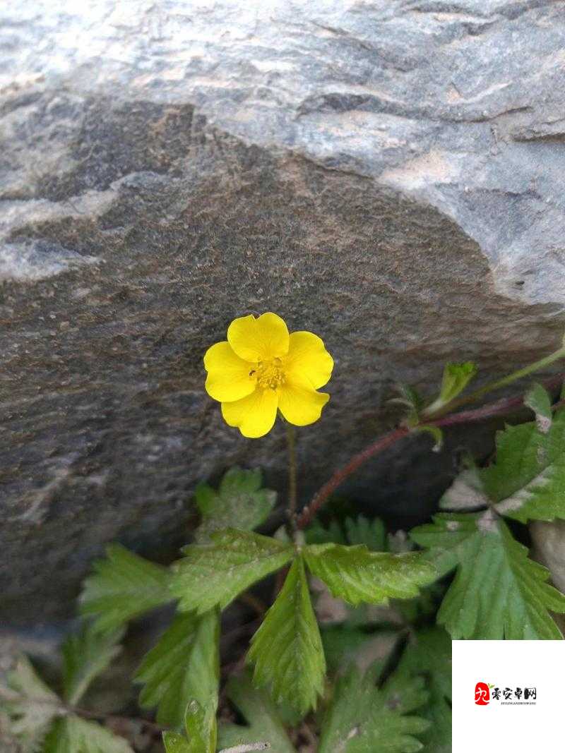 岩石里的花会开,一首歌的启示与资源管理智慧