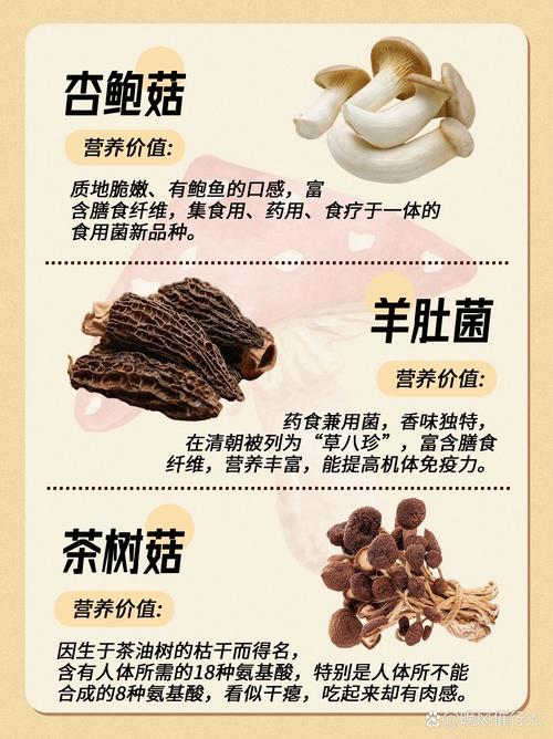 狠狠狠狠狠狠久久99精品蘑菇的独特魅力与食用方法全解析,让你体验不一样的味蕾盛宴