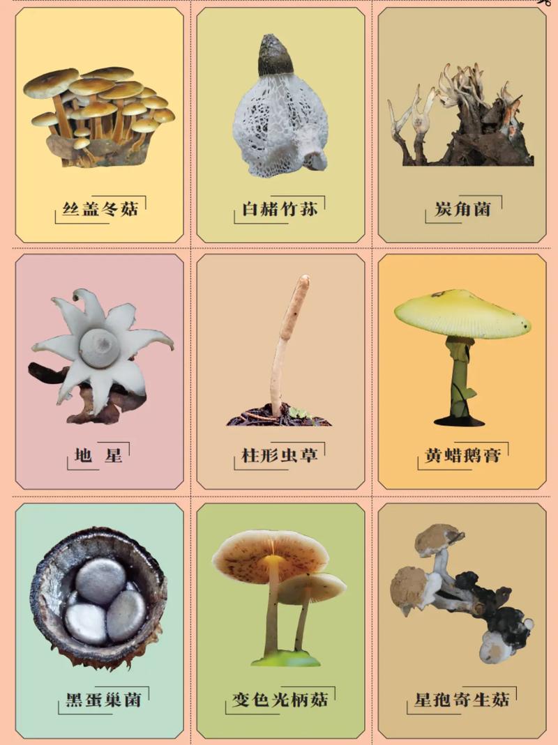 蘑菇旧版本的这些功能你知道吗?