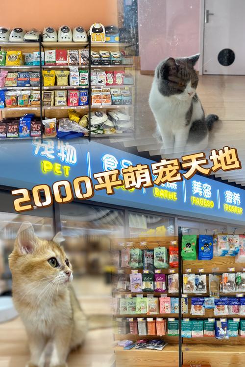 天天放置宠物进阶及效果分享,宠物进阶性价比分析