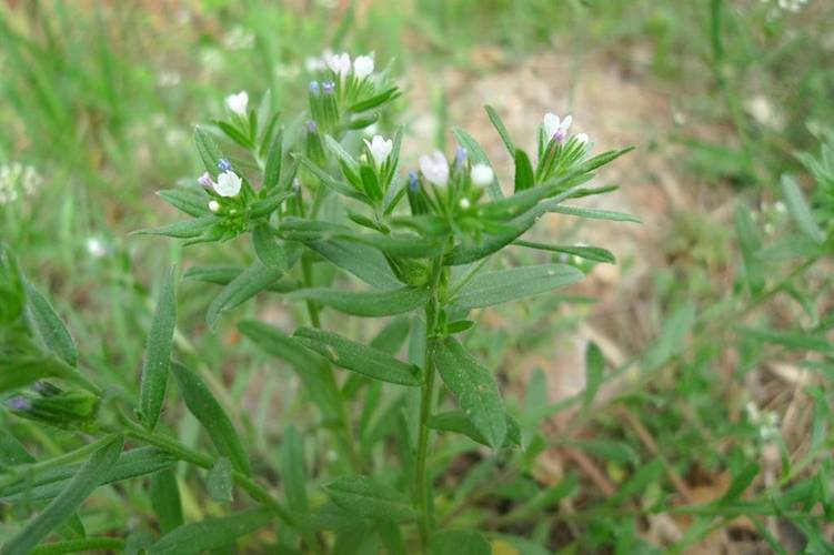 古代人生紫土田种植攻略分享,紫土田种什么农作物最好?